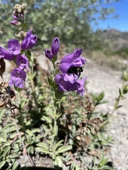 Penstemon cardwellii