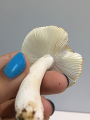 Russula stricta