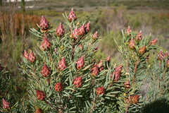 Leucadendron rubrum