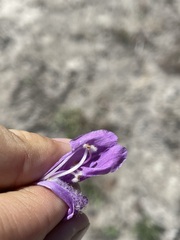 Penstemon cardwellii