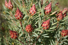 Leucadendron rubrum