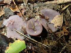 Ionopezia gerardii