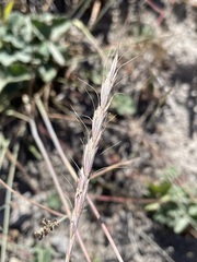 Elymus glaucus