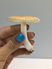 Russula stricta