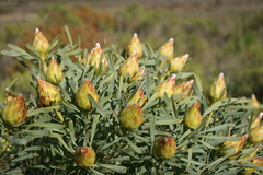 Leucadendron rubrum