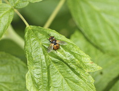 Gymnosoma