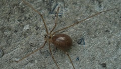 Pholcus manueli