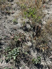Elymus glaucus