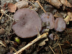 Ionopezia gerardii
