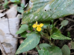 Stenandrium tenellum