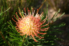 Leucospermum lineare