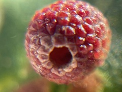 Acraspis quercushirta