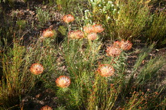 Leucospermum lineare