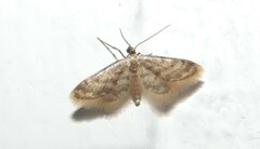 Idaea bonifata