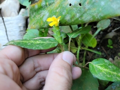 Stenandrium tenellum