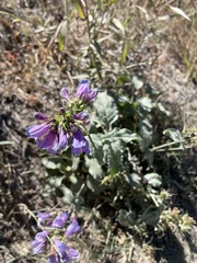 Penstemon cardwellii