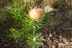 Leucospermum lineare