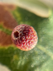 Acraspis quercushirta