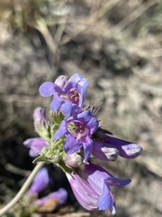 Penstemon cardwellii