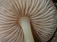 Marasmius cohaerens