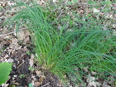 Allium vineale