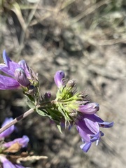 Penstemon cardwellii