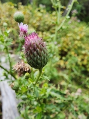 Cirsium arvense