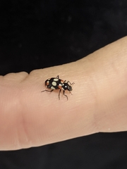 Eriopis connexa