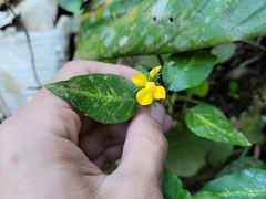 Stenandrium tenellum