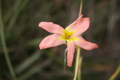 Moraea flaccida