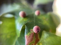 Acraspis quercushirta