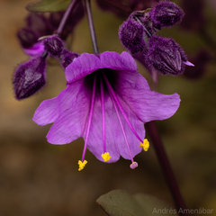 Mirabilis elegans