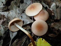 Marasmius cohaerens
