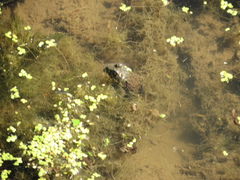 Lithobates clamitans