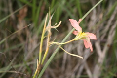 Moraea flaccida
