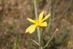 Moraea collina