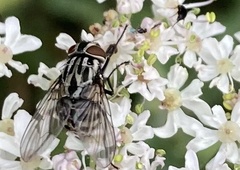 Graphomya maculata