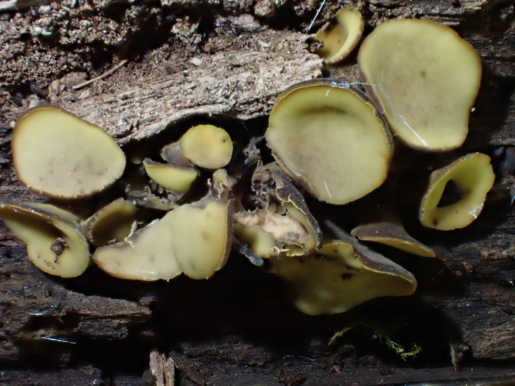 olive-brown cup