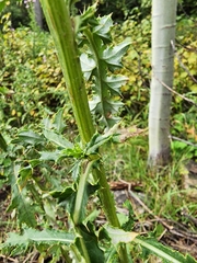 Cirsium arvense