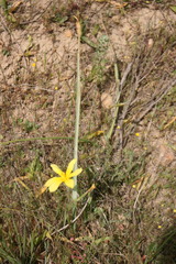 Moraea collina