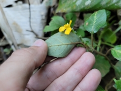 Stenandrium tenellum