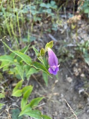 Nothochelone nemorosa