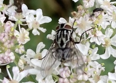 Graphomya maculata