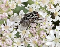 Graphomya maculata