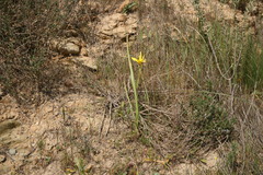 Moraea collina