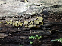 Chlorencoelia versiformis