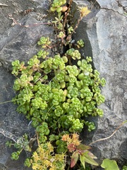 Sedum oreganum