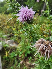 Cirsium arvense