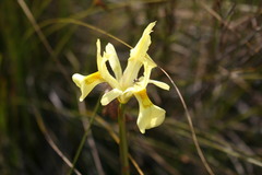 Moraea anomala