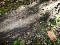 Chlorencoelia versiformis